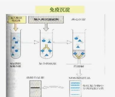 一种纤维素基多酚类天然抗氧化复合物的制备方法